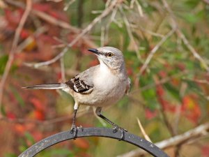 Northern Mockingbird