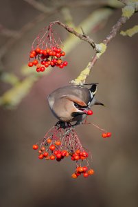 Everyone else is doing it, so why shouldn't I? Obligatory Waxwing photo!