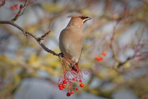 Second Waxwing