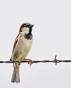 Mr. House Sparrow