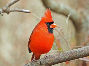 Northern Cardinal, male.