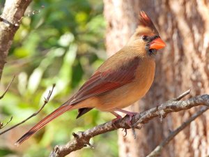 Northern Cardinal, female