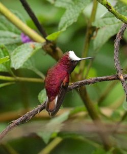 Male Snowcap  Hummingbird