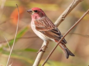 Purple Finch