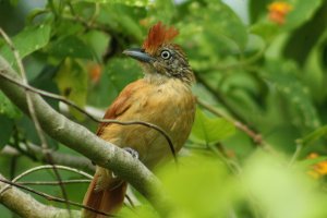 Barred Antshrike  (female)