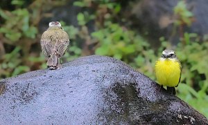 Social Flycatchers