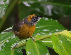 Dusky-faced Tanager