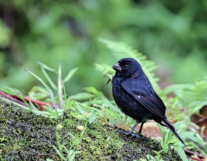 Variable Seedeater