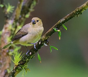 Variable Seedeater Female