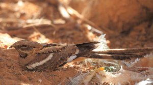 Long-tailed Nightjar_8093.JPG