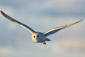 Barn Owl