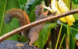 Red-tailed Squirrel