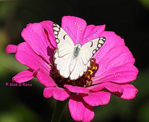 Butterfly-253