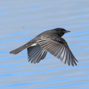 Black phoebe moving over the face of the water