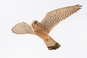 Kestrel