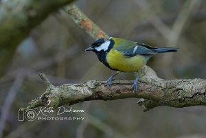 Great tit with neck injury?