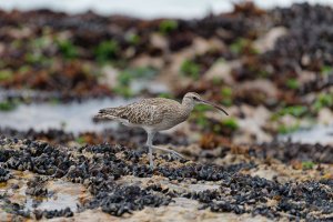 Whimbrel - shot in South Africa in the last two weeks where they winter