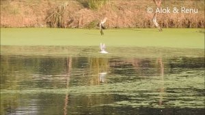 Lakesscape-1K35 : River Tern : flying low and skimming : Amazing Wildlife of India by Renu Tewari and Alok Tewari