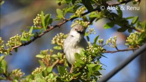 Grey-breasted Prinia : song : Amazing Wildlife of India by Renu Tewari and Alok Tewari