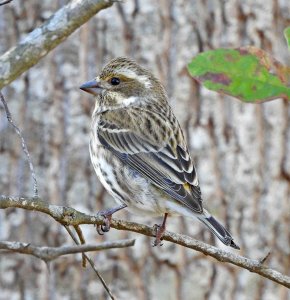 Female Purple Finch