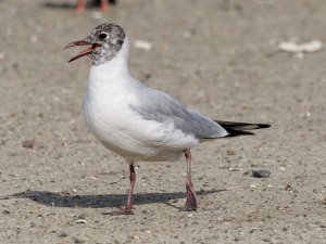 Black headed Gull