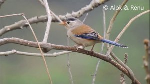 Himalayas-777 :Blue-winged Minla : close  ... by Renu Tewari & Alok Tewari