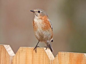 Female Eastern Bluebird