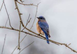 Eastern Bluebird at Simpson Lake Feb 2024