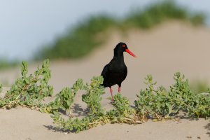 African Black Oystercatcher