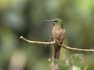 Fawn-breasted Brilliant