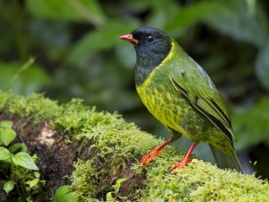 Green-and-black Fruiteater