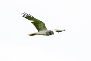 Eastern Marsh Harrier