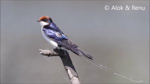 Wire tailed Swallow : iridescence : Amazing Wildlifeof India by Renu Tewari and Alok Tewari