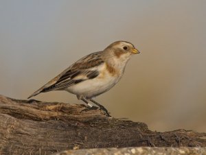 Snow Bunting