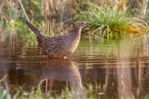 Pheasant