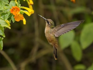 Santa Marta Blossomcrown