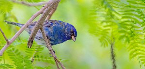 Indigo Bunting, Male