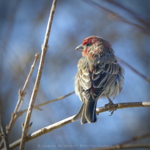 house finch (m) in forsythia.jpg