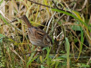 Swamp Sparrow