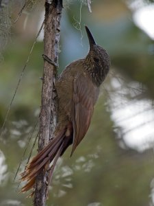 Strong-billed Woodcreeper