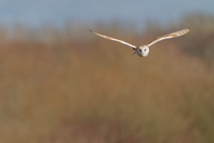 Barn Owl - hunting while he can