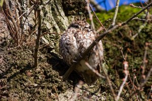 Little Owl