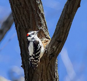 Downy Woodpecker, Male