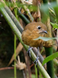 Sierra Nevada Antpitta