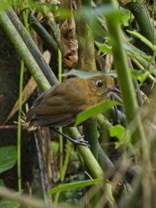 Sierra Nevada Antpitta