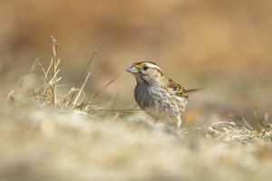 white throated sparrow.jpg