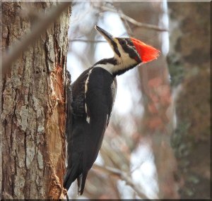 Female Pileated Woodpecker