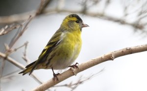 Male siskin