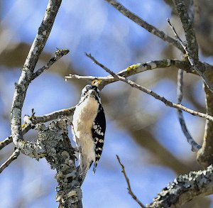 Downy Woodpecker, Female