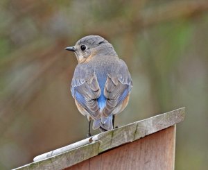 Female Eastern Bluebird